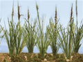 TARIFF Cattails Dried 3/4''