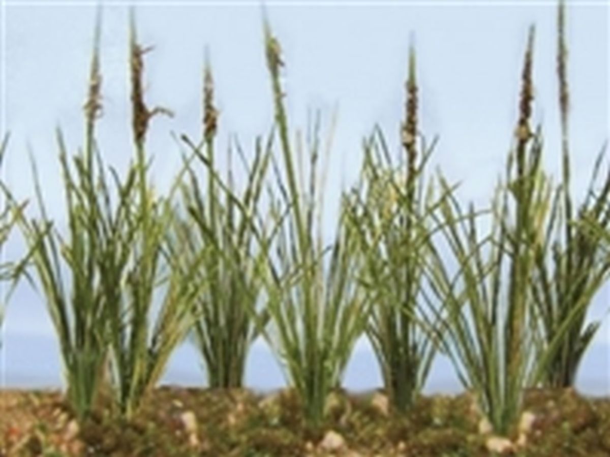 TARIFF Cattails Dried 3/4''