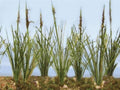 TARIFF Cattails Dried 1.5''