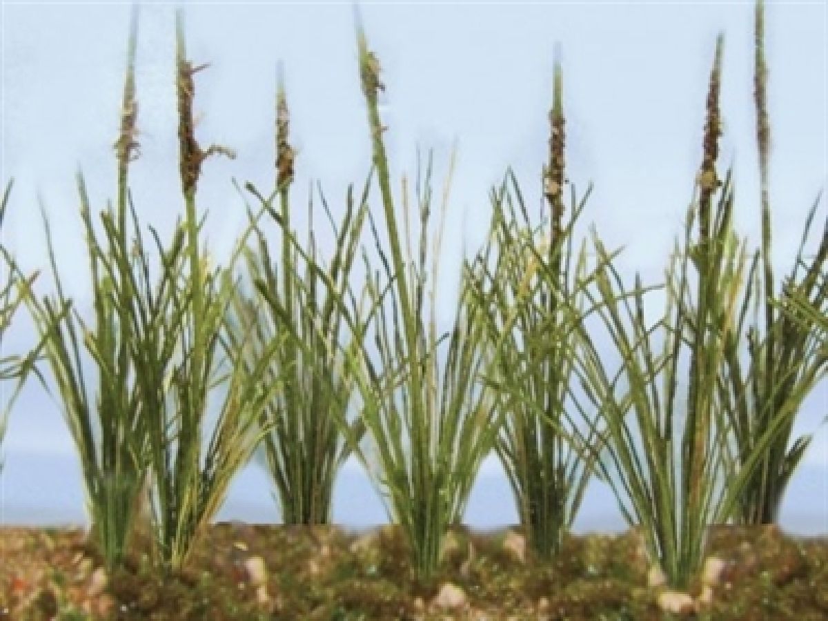 TARIFF Cattails Dried 1.5''