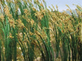 TARIFF Reeds 1''