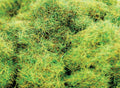 6mm Spring Static Grass - 1000ml Canister