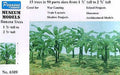 Banana Trees
