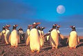 Penguin'S World Puzzle