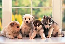 Little Doggies Puzzle