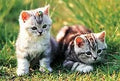 Loveable Kittens Puzzle