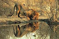Male Lion Puzzle