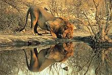 Male Lion Puzzle