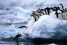 Penguins Puzzle 1000Pcs