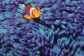 Anemone (Clown) Fish-1000Pcs Puzzle