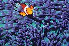 Anemone (Clown) Fish-1000Pcs Puzzle