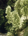 Fine-Leaf Foliage/Dark Green