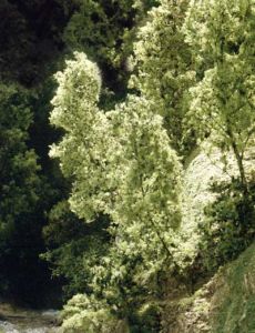 Fine-Leaf Foliage/Dark Green