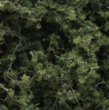 Fine-Leaf Foliage/Medium Green