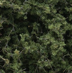 Fine-Leaf Foliage/Medium Green