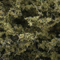 Fine-Leaf Foliage/Olive Green