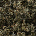 Fine-Leaf Foliage/Dead