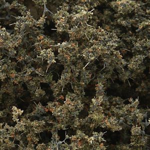 Fine-Leaf Foliage/Dead