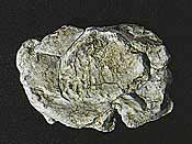 Wind Rock rock mold 5x7