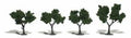 Trees 2''-3'' Medium Green