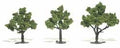 Trees 3''-4'' Light Green