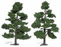 Trees 7''-8'' Medium Green