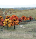 Bulk Trees 3/4''-2'' Fall Colors/38pc