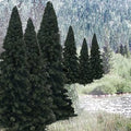 Bulk Trees 2''-4'' Evergreen/18pc