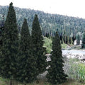 Bulk Trees 4''-6'' Evergreen/13pc