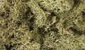 Lichen/Spring Green