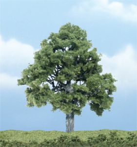 Beech Tree 4''/1pc