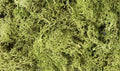 Lichen/Light Green