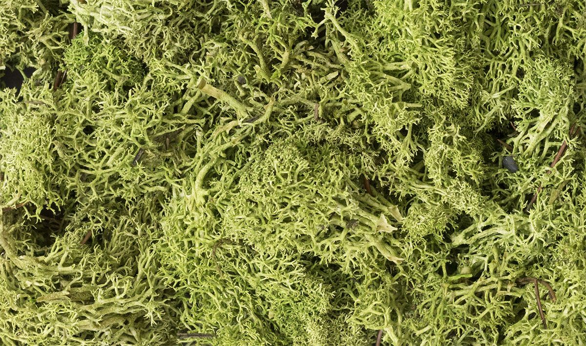 Lichen/Light Green