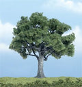 Walnut Tree 4''/1pc