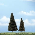 Evergreen Tree 4''-5''/2pc
