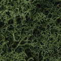 Lichen/Medium Green