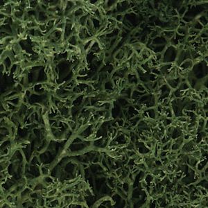 Lichen/Medium Green