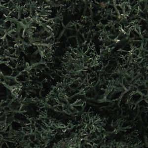 Lichen/Dark Green