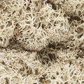 Lichen/Natural