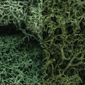 Lichen/Light Green Mix
