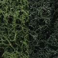 Lichen/Dark Green Mix