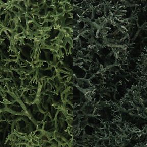 Lichen/Dark Green Mix