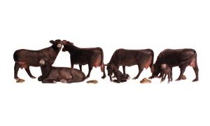 HO Black Angus Cows