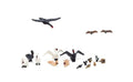 HO Ducks and Swans