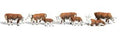 N Hereford Cows