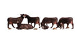 N Black Angus Cows