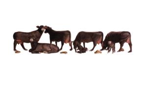 N Black Angus Cows
