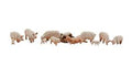 N Yorkshire Pigs