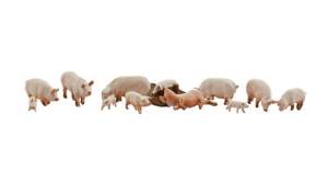 N Yorkshire Pigs