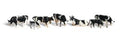 O Holstein Cows